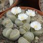 100 PCS Seeds LITHOPS aucampiae C298 Succulents Garden Plants