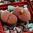 100 PCS Seeds Lithops aucampiae Succulents Garden Plants 100 PCS Seeds Lithops aucampiae Succulents Garden Plants