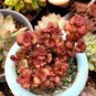 100 PCS Seeds Lithops aucampiae Succulents Garden Plants