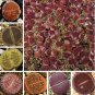 100 PCS Seeds Lithops aucampiae Succulents Garden Plants