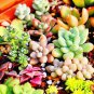 100 PCS Seeds Lithops Bonsai Living Stones Succulent Cactus Organic Garden