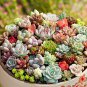 100 PCS Seeds Lithops Bonsai Living Stones Succulent Cactus Organic Garden