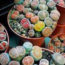 100 PCS Seeds Lithops bromfieldii C042 Succulents Garden Plants 100 PCS Seeds Lithops bromfieldii C042 Succulents Garden Plants