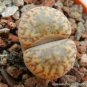 100 PCS Seeds Lithops bromfieldii C042 Succulents Garden Plants