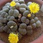 100 PCS Seeds Lithops bromfieldii C042 Succulents Garden Plants