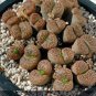 100 PCS Seeds Lithops bromfieldii C042 Succulents Garden Plants