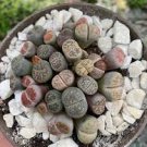 100 PCS Seeds Lithops bromfieldii C43 Succulents Garden Plants 100 PCS Seeds Lithops bromfieldii C43 Succulents Garden Plants