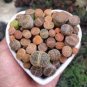 100 PCS Seeds Lithops bromfieldii C43 Succulents Garden Plants