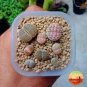 100 PCS Seeds Lithops bromfieldii C43 Succulents Garden Plants