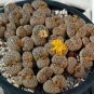 100 PCS Seeds Lithops bromfieldii C43 Succulents Garden Plants