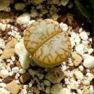 100 PCS Seeds Lithops bromfieldii C348 Succulents Garden Plants 100 PCS Seeds Lithops bromfieldii C348 Succulents Garden Plants