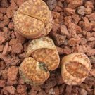 100 PCS Seeds Lithops bromfieldii C368 Succulents Garden Plants 100 PCS Seeds Lithops bromfieldii C368 Succulents Garden Plants