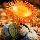 100 PCS Seeds Lithops bromfieldii C382 Succulents Garden Plants 100 PCS Seeds Lithops bromfieldii C382 Succulents Garden Plants