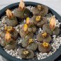 100 PCS Seeds Lithops bromfieldii C382 Succulents Garden Plants