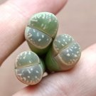 100 PCS Seeds Lithops C56A Succulents Garden Plants 100 PCS Seeds Lithops C56A Succulents Garden Plants