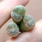 100 PCS Seeds Lithops C56A Succulents Garden Plants