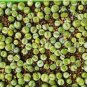 100 PCS Seeds Lithops C56A Succulents Garden Plants
