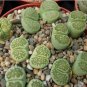 100 PCS Seeds Lithops C56A Succulents Garden Plants