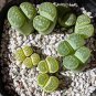 100 PCS Seeds Lithops C56A Succulents Garden Plants
