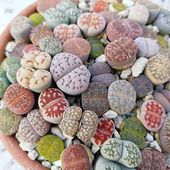 100 PCS Seeds LITHOPS dorothea Succulents Garden Plants