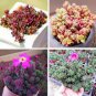 100 PCS Seeds LITHOPS dorothea Succulents Garden Plants