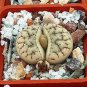 100 PCS Seeds Lithops gracilidelineata C243 Succulents Garden Plants