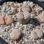100 PCS Seeds Lithops gracilidelineata C243 Succulents Garden Plants