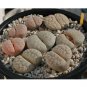 100 PCS Seeds Lithops gracilidelineata C385 Succulents Garden Plants