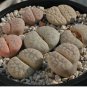 100 PCS Seeds Lithops gracilidelineata C385 Succulents Garden Plants
