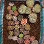 100 PCS Seeds Lithops gracilidelineata Succulents Garden Plants