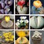100 PCS Seeds Lithops gracilidelineata Succulents Garden Plants