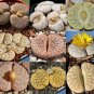 100 PCS Seeds Lithops gracilidelineata Succulents Garden Plants