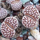 100 PCS Seeds Lithops julii C161 Succulents Garden Plants