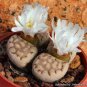 100 PCS Seeds Lithops julii C161 Succulents Garden Plants