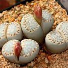 100 PCS Seeds Lithops julii C218A Succulents Garden Plants
