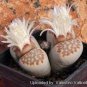 100 PCS Seeds Lithops julii C218A Succulents Garden Plants