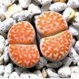 100 PCS Seeds Lithops julii C218A Succulents Garden Plants