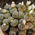 100 PCS Seeds Lithops karasmonta Succulents Garden Plants