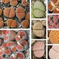 100 PCS Seeds Lithops karasmonta Succulents Garden Plants