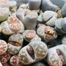 100 PCS Seeds Lithops karasmontana C225 Succulents Garden Plants