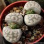100 PCS Seeds Lithops karasmontana C225 Succulents Garden Plants