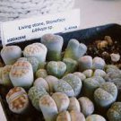 100 PCS Seeds Lithops karasmontana C226 Succulents Garden Plants