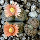 100 PCS Seeds LITHOPS lesliei mix Succulents Garden Plants 100 PCS Seeds LITHOPS lesliei mix Succulents Garden Plants