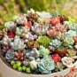 100 PCS Seeds LITHOPS lesliei mix Succulents Garden Plants
