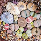 1000 PCS Seeds Lithops Mixed