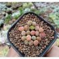 1000 PCS Seeds Lithops Mixed