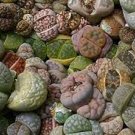 100 PCS Seeds Lithops Mixed 36 Types Imported 100 PCS Seeds Lithops Mixed 36 Types Imported