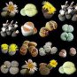 100 PCS Seeds Lithops Mixed 36 Types Imported