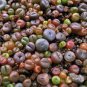 100 PCS Seeds Lithops Mixed 36 Types Imported