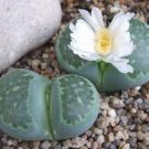 100 PCS Seeds Lithops otzeniana C128A Succulents Garden Plants